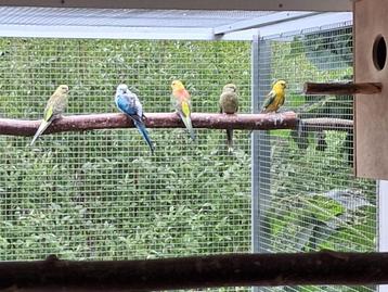 Parkieten, Plusieurs animaux, Perruche
