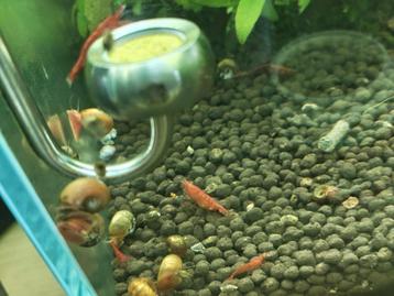 Fire Red Cherry Shrimps – Mooie, gezonde garnalen! beschikbaar voor biedingen