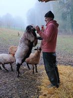 Kameroen schapen, Dieren en Toebehoren, Schapen, Geiten en Varkens