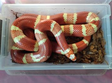 Lampropeltis triangulum hondurensis albino vrouwtje beschikbaar voor biedingen