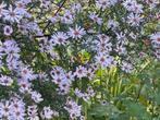 Aster vasterival, Tuin en Terras, Ophalen