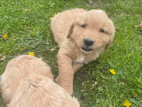 Golden retriever pups!, Dieren en Toebehoren, Honden | Retrievers, Spaniëls en Waterhonden, Meerdere dieren, Golden retriever