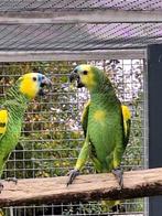 Amazone bahia papegaaien, Dieren en Toebehoren, Meerdere dieren, Papegaai, Geringd