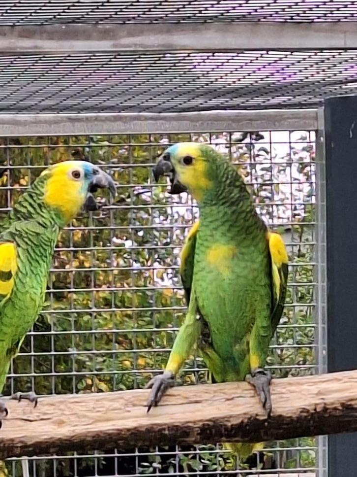 Amazone bahia papegaaien, Dieren en Toebehoren, Vogels | Parkieten en Papegaaien, Papegaai, Meerdere dieren, Geringd