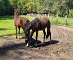 D pony MOET WEG, Merrie, Onbeleerd, Gechipt