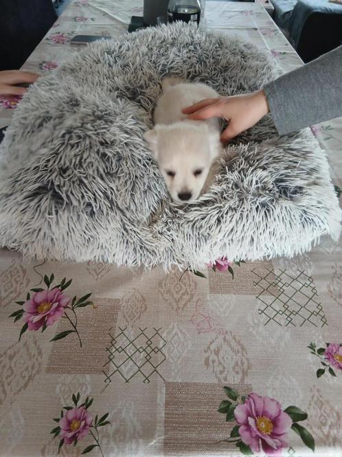 chihuahua pups, Dieren en Toebehoren, Honden | Chihuahua's en Gezelschapshonden, Reu, Chihuahua, Fokker | Hobbymatig, Meerdere