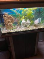 Aquarium te koop, Dieren en Toebehoren, Ophalen, Gebruikt