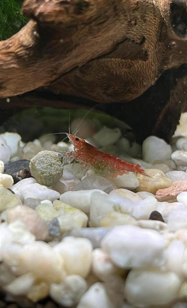Vuurgarnalen, Dieren en Toebehoren, Vissen | Aquariumvissen