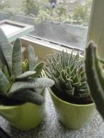 Cactussen en vetplanten, Ophalen of Verzenden