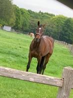 13 jarige Ruin te koop, Dieren en Toebehoren, Paarden, Ruin