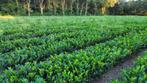 Laurier VanNes, Tuin en Terras, Planten | Tuinplanten, Ophalen