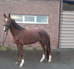 4 jarige dressuurmerrie, Dieren en Toebehoren, Paarden, Merrie, Gechipt, Dressuurpaard, Zadelmak