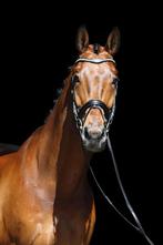 Zeer fijn leerpaard, ZZ dressuur, Dieren en Toebehoren, Paarden, ZZ, Gechipt, Ruin, Dressuurpaard