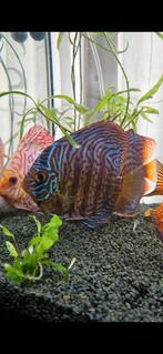 Turquoise discuss, discuss vis, Dieren en Toebehoren, Vis