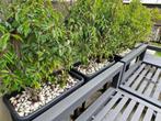 Belles plantes de haie de lauriers portugais à vendre !, Jardin & Terrasse, Moins de 100 cm, Laurier, Enlèvement, Haie