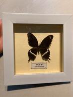 Opgezette vlinder in kader, Verzamelen, Ophalen of Verzenden, Zo goed als nieuw, Insect, Opgezet dier