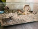 Hamster terrarium, Dieren en Toebehoren, Kooi, Gebruikt, Hamster, 75 tot 110 cm