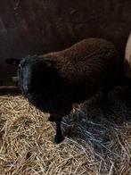 Bokken te koop, Mannelijk, Schaap, 0 tot 2 jaar