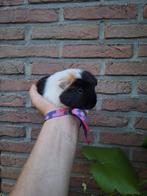 Jonge tamme cavia's verschillende kleurtjes, Dieren en Toebehoren, Knaagdieren, Cavia
