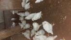 Slacht hanen, Dieren en Toebehoren, Pluimvee