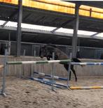 Contagio x Nabab de Reve jaarling VLOTTE AFHANDELING, Dieren en Toebehoren, Paarden, Springpaard, 0 tot 2 jaar, Hengst, Onbeleerd