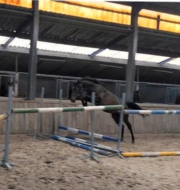 Contagio x Nabab de Reve jaarling VLOTTE AFHANDELING  beschikbaar voor biedingen
