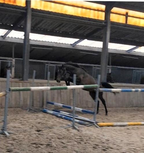 Contagio x Nabab de Reve jaarling VLOTTE AFHANDELING, Dieren en Toebehoren, Paarden, Hengst, Onbeleerd, 165 tot 170 cm, 0 tot 2 jaar