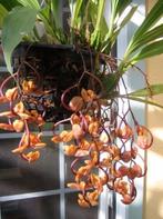 Exotische Zeldzame Orchidee Gongora Galeata, Huis en Inrichting, Kamerplanten, Ophalen of Verzenden