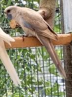 Pennant Rosellas, Dieren en Toebehoren, Vogels | Parkieten en Papegaaien