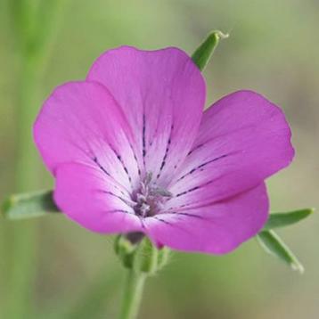 Zaadjes van bolderik beschikbaar voor biedingen