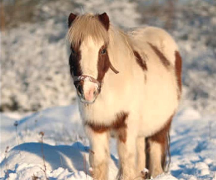 Super lieve kinder pony., Dieren en Toebehoren, Pony's, Merrie, B, A pony (tot 1.17m), Recreatiepony, 7 tot 10 jaar, Met stamboom