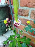 Akelei, roze, wit, donker paars, Tuin en Terras, Planten | Tuinplanten, Ophalen, Lente, Vaste plant, Halfschaduw
