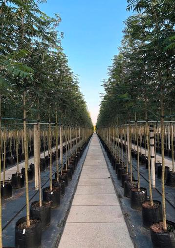 Lijsterbes Sorbus aucparia bomen in pot beschikbaar voor biedingen