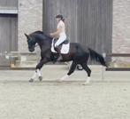 Leuke 4-jarige Fürst Dior x Diamond hit, Dieren en Toebehoren, Paarden, Gechipt, Ruin, Dressuurpaard, Zadelmak