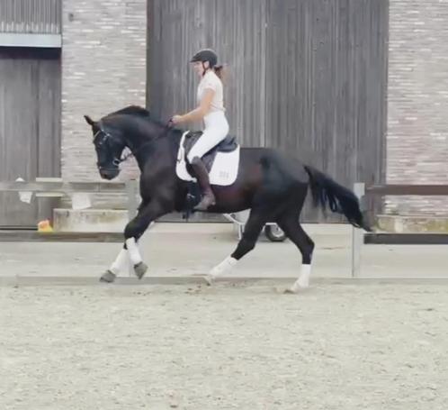 Leuke 4-jarige Fürst Dior x Diamond hit, Dieren en Toebehoren, Paarden, Ruin, Zadelmak, 160 tot 165 cm, 3 tot 6 jaar, Dressuurpaard