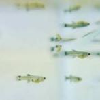 Jonge guppies, Dieren en Toebehoren, Vissen | Aquariumvissen, Vis, Zoetwatervis
