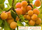 SUPERPROMO! FORSE MIRABEL-PRUIMENBOMEN: LGSTM 10€, HALFS 15€, Ophalen of Verzenden, Lente, Vaste plant, Fruitplanten