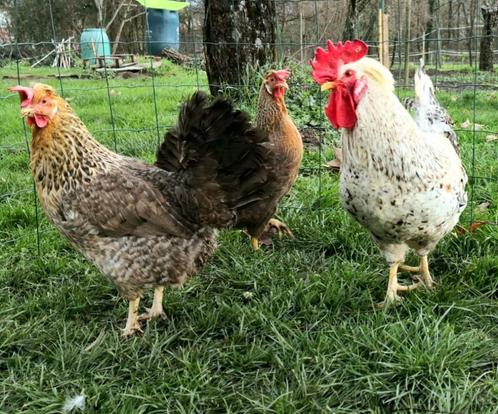 Œufs de Cream Legbar, Dieren en Toebehoren, Pluimvee, Kip
