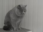 DEK KATERS, 3 tot 5 jaar