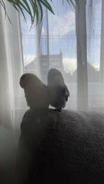 Couple inséparable apprivoiser, Perroquet nain ou Inséparable