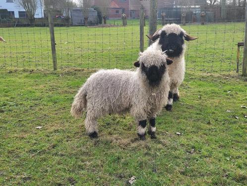 Wallisher schapen, Dieren en Toebehoren, Schapen, Geiten en Varkens, Schaap, Mannelijk, 0 tot 2 jaar