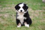 Australische Herder pups te koop (black tricolor), Dieren en Toebehoren, Honden | Herdershonden en Veedrijvers, België, CDV (hondenziekte)