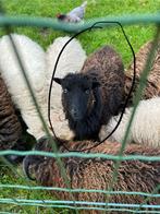 Lammetjes Ouessant, Dieren en Toebehoren, Schapen, Geiten en Varkens, Schaap