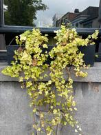 Bloempotten 6 stuk 70 cm, Tuin en Terras, Planten | Bomen, Ophalen of Verzenden