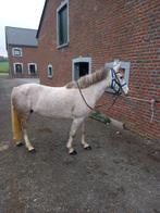 Jument grise, Animaux & Accessoires, Vermifugé, Débourré, Poney de récréation, Poney D (1.37 m à 1.48m)