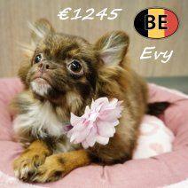 Evy, choco tricolor Pomchi teefje te koop, Dieren en Toebehoren, Honden | Chihuahua's en Gezelschapshonden, Teef, Overige rassen