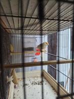 Kanarie mannen 7euro50cent.