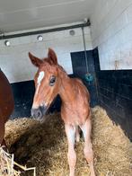 Tartufo de muze merrieveulen uit sportieve stam, Merrie, Springpaard, Gechipt, 0 tot 2 jaar