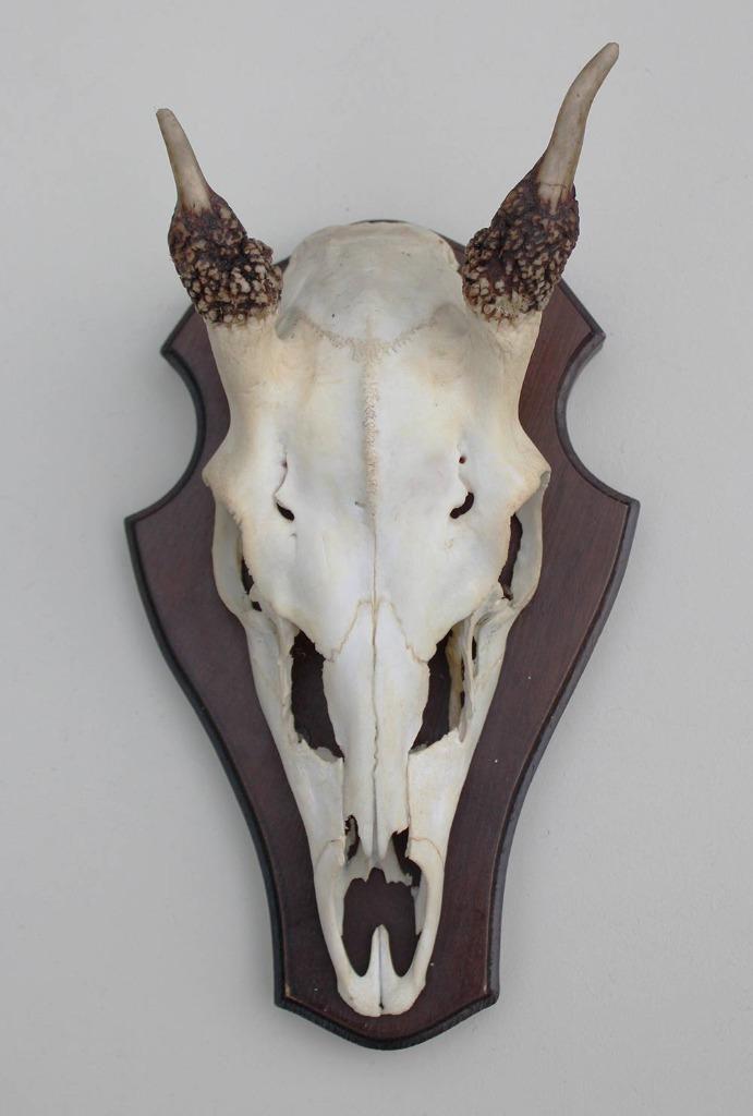 DAMHERT SPIES GEWEI OP HOUTEN SCHILD, Verzamelen, Dierenverzamelingen, Gebruikt, Gewei of Kop, Hert, Ophalen of Verzenden