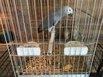 Perroquet gris du Gabon, Animaux & Accessoires, Oiseaux | Perruches & Perroquets, Parleur, Perroquet